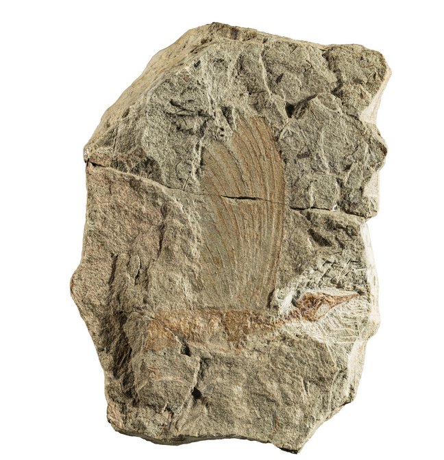 Foto eines Fossils auf weißem Hintergrund. Im hellen grau-braunen Gestein sind die bräunlich gefärbten Überreste eines urzeitlichen Reptils zu erkennen. Das Reptil hatte einen länglichen vogelähnlichen Kopf mit einem schnabelartigen Maul und einen schmalen Körper. Im Gestein sieht man außerdem den Abdruck einer fächerartigen Struktur, die vom Rücken des Tiers ausgeht. Der Fächer erinnert ein wenig an Federn.