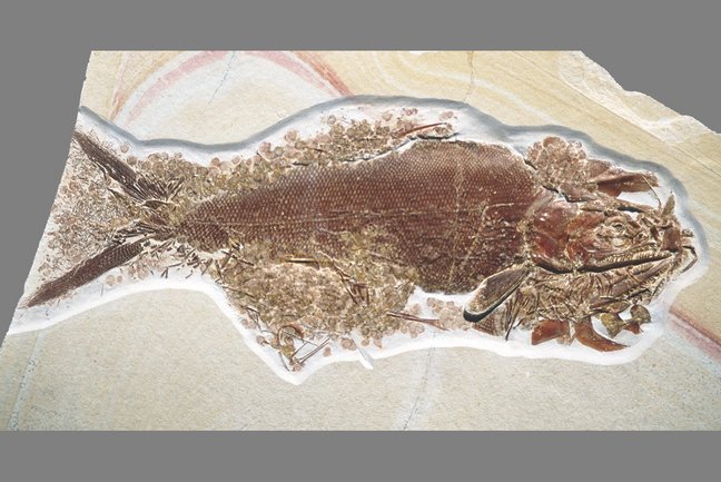 Caturus Fossil