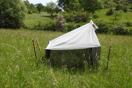 Malaisefalle im NSG Apfelberg