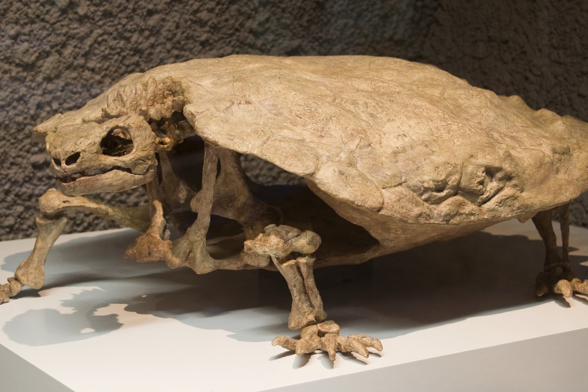 Fossil Schildkröte Proganochelys Mittelkeuper