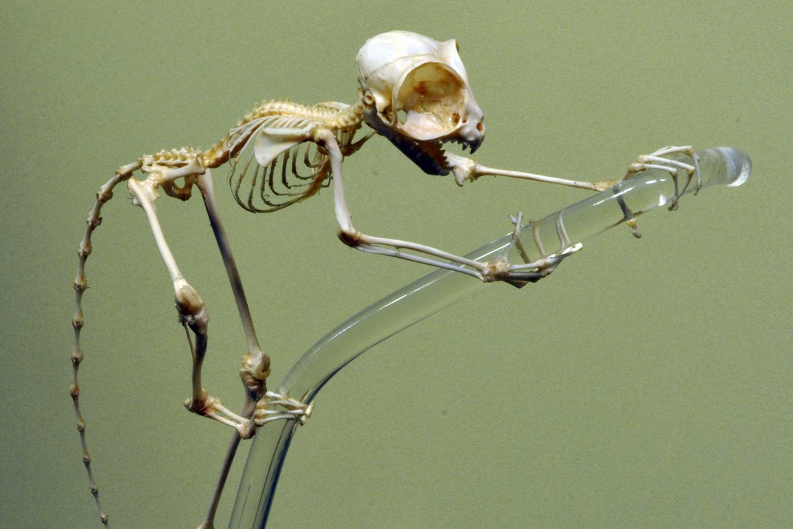 Skelett Koboldmaki