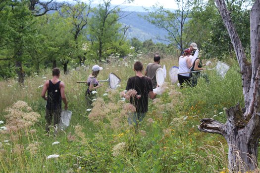 Mehrere Menschen streifen durch Wiese und Natur.