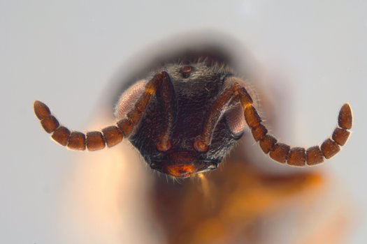 Stark vergrößerte, mikroskopische Aufnahme eines toten Exemplars der Wespenart Creator spissicornis auf einem hellgrauen Hintergrund. Der Körper der Wespe wird von der Seite gezeigt. Der Kopf der Wespe ist dunkelbraun, die Facettenaugen sind etwas heller. Auffällig sind die verdickten, gebogenen Fühler, die aus mehreren Segmenten bestehen.