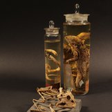 Präpariertes Skelett eines Hornfroschs und zwei Glaszylinder mit in Alkohol eingelegter Schlange und Echse