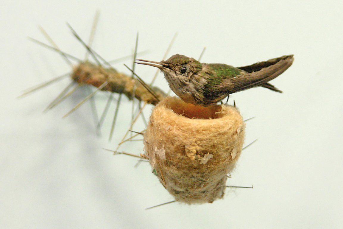 Präparat Kolibri mit Nest