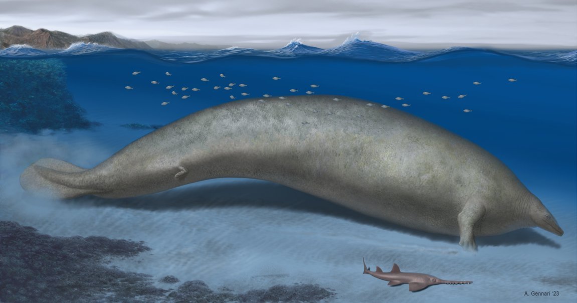 A whale of a discovery: Perucetus colossus, aka “the monster ...