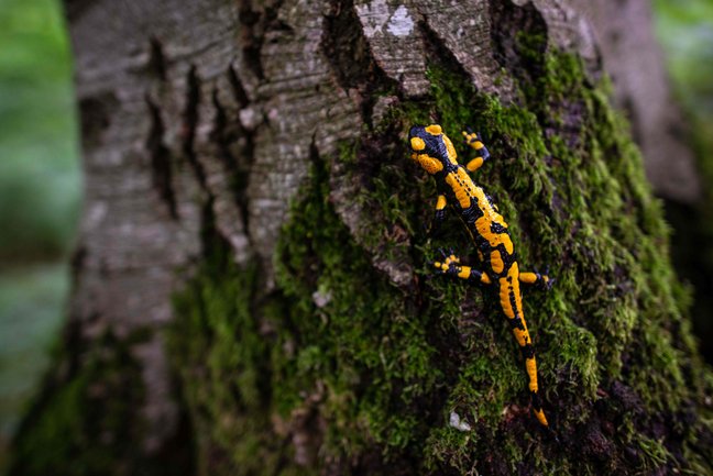 Feuersalamander an einem moosbewachsenen Baum