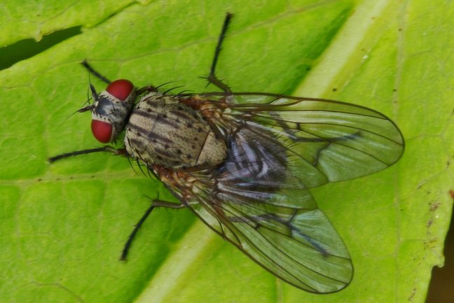 Fliege auf Blatt