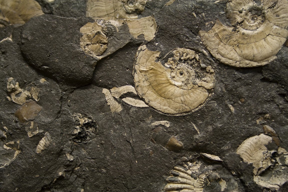 Ammoniten Braunjura