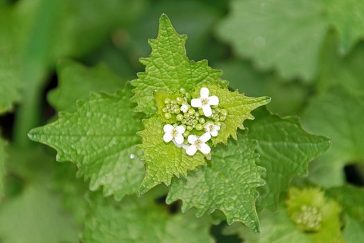 Knoblauchsrauke mit kleinen weißen Blüten