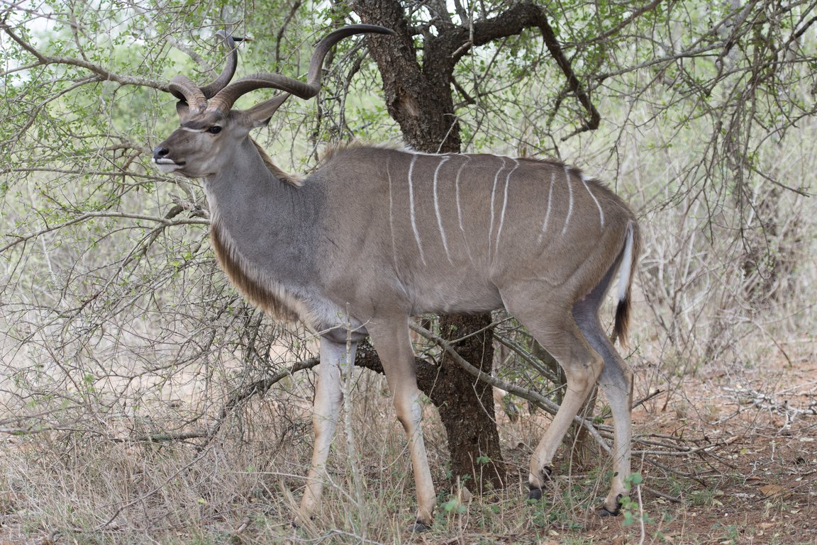 Großer Kudu