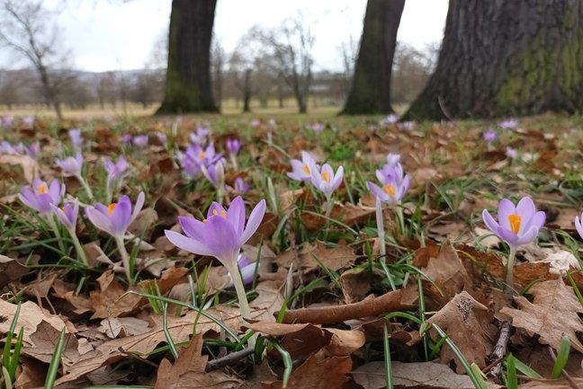 Krokusse im Rosensteinpark