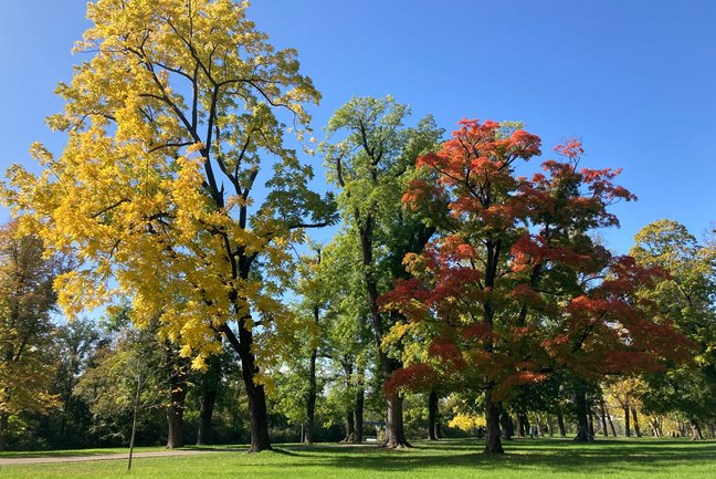 Herbstliche Bäume mit buntem Laub