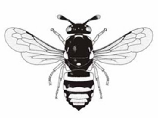 Logo Hymenopterentagung