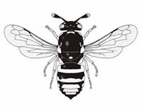 Logo Hymenopterentagung