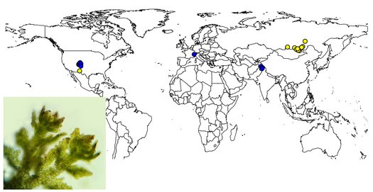 Weltkarte mit Verbreitungsmuster und Foto von Moos