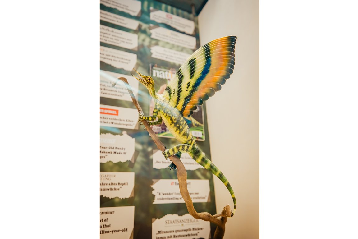 Modell des Wundersaurieres Mirasaura