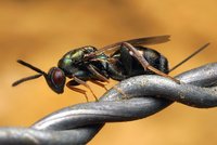 Wespe Monodontomerus