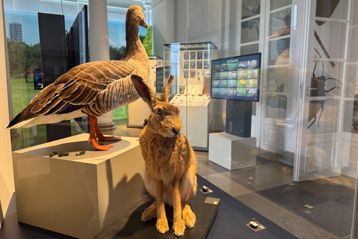 Präparate von Hase und Graugans in Vitrine