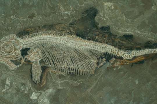 Junger Stenopterygius mit Weichteilerhaltung