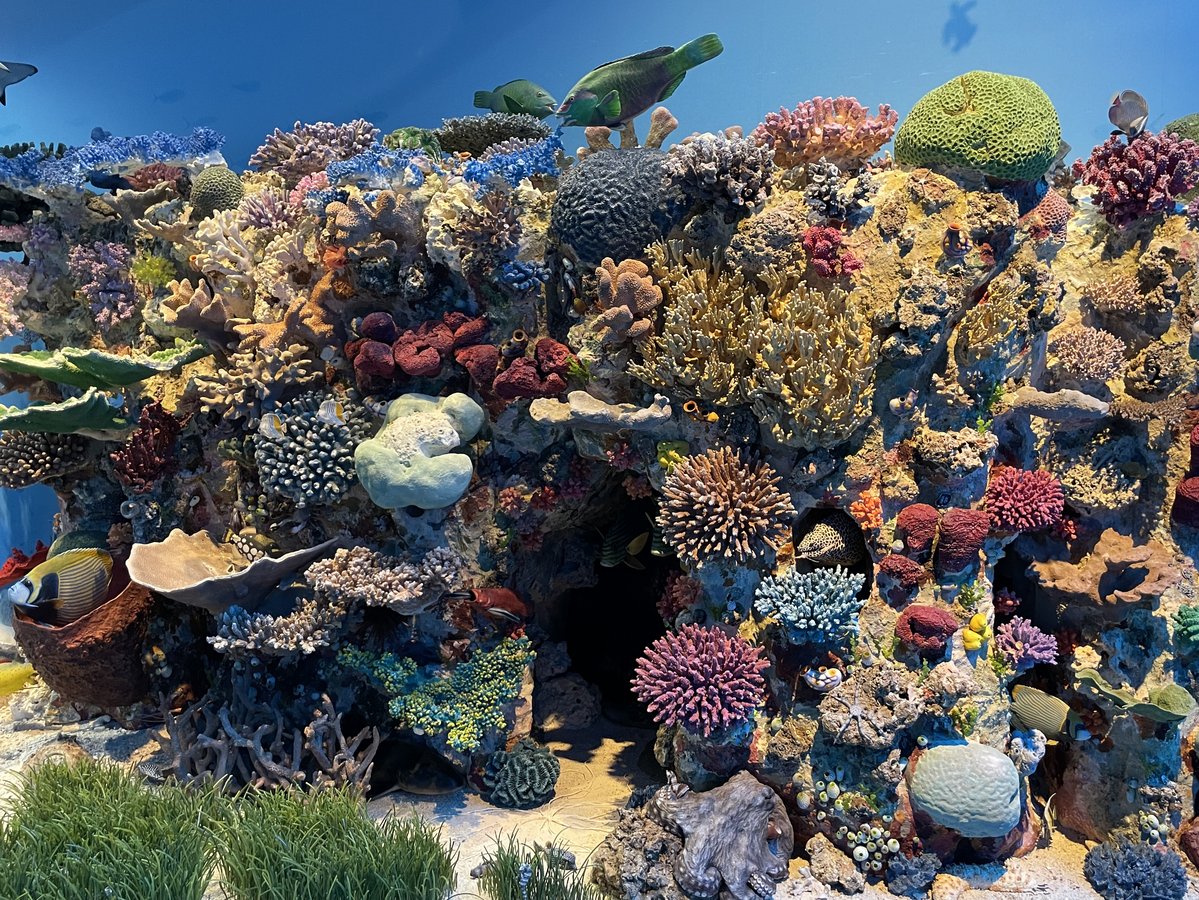 Riff-Diorama im Meeressaal