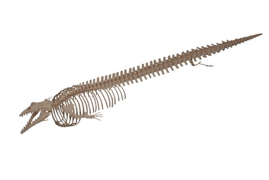 Skelett fossiler früher Wal