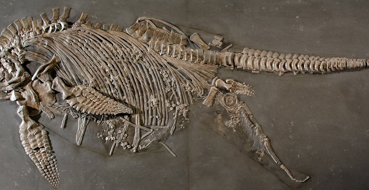 Fossil Fischsaurier mit Jungtier