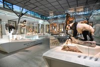 Evolutionssaal im Schloss Rosenstein