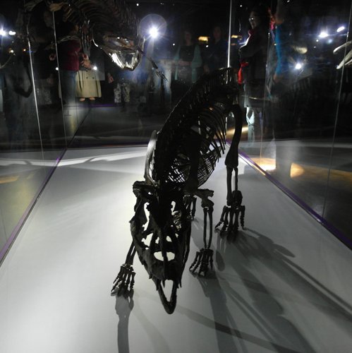 Skelett Batrachotomus in Taschenlampenlicht