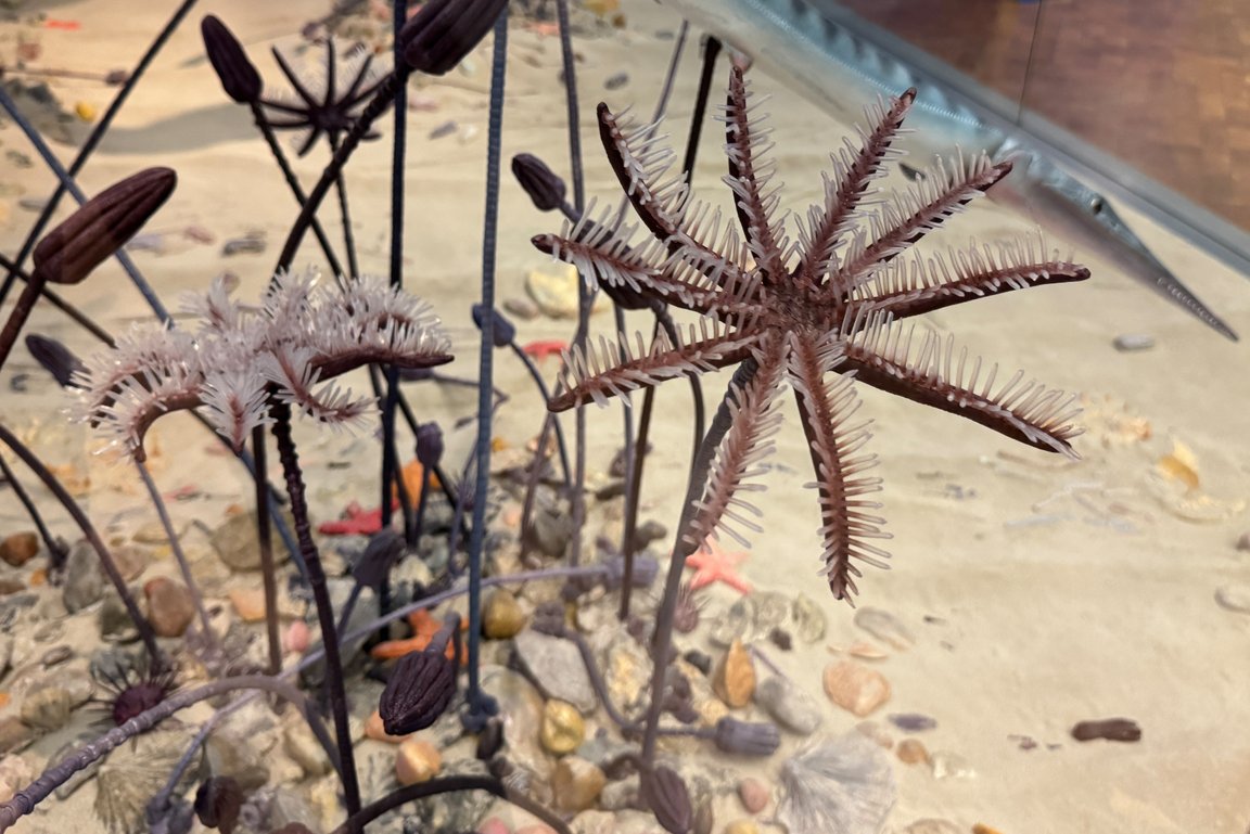 Modelle Seelilien Muschelkalk
