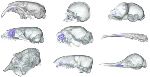 CT-scans of several mammal skulls