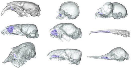 CT-Scans von einigen Säugetierschädeln