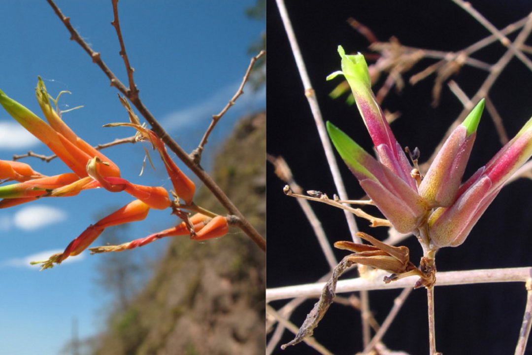 Blüten der vier Unterarten von Deuterocohnia meziana