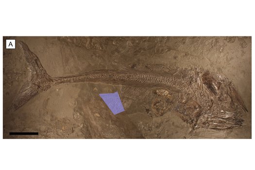 Fossiler Fisch mit Ammonitenschale in der Magengegend.