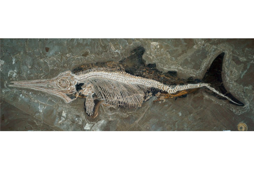 Paläopathologie Teil III Trias vs. Jura Staatliches Museum für