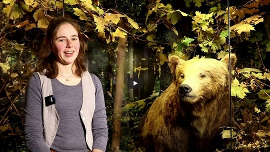 Frau erklärt etwas vor Diorama mit Bären-Präparat