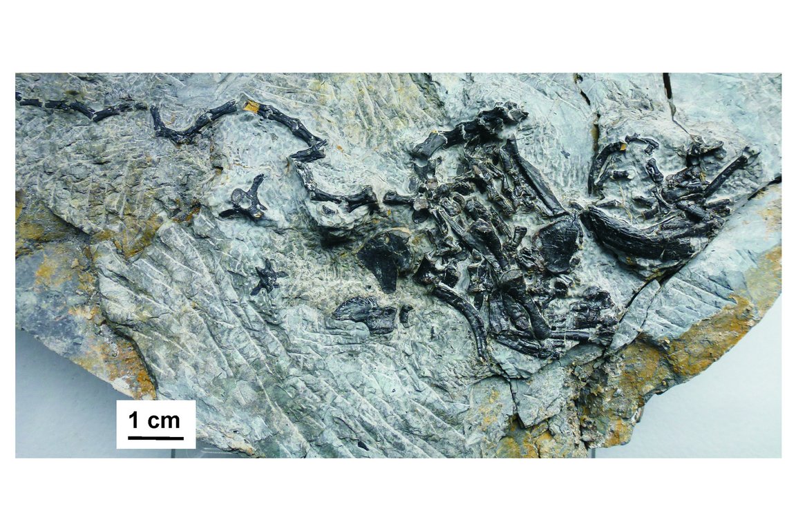 Pappochelys Fossil