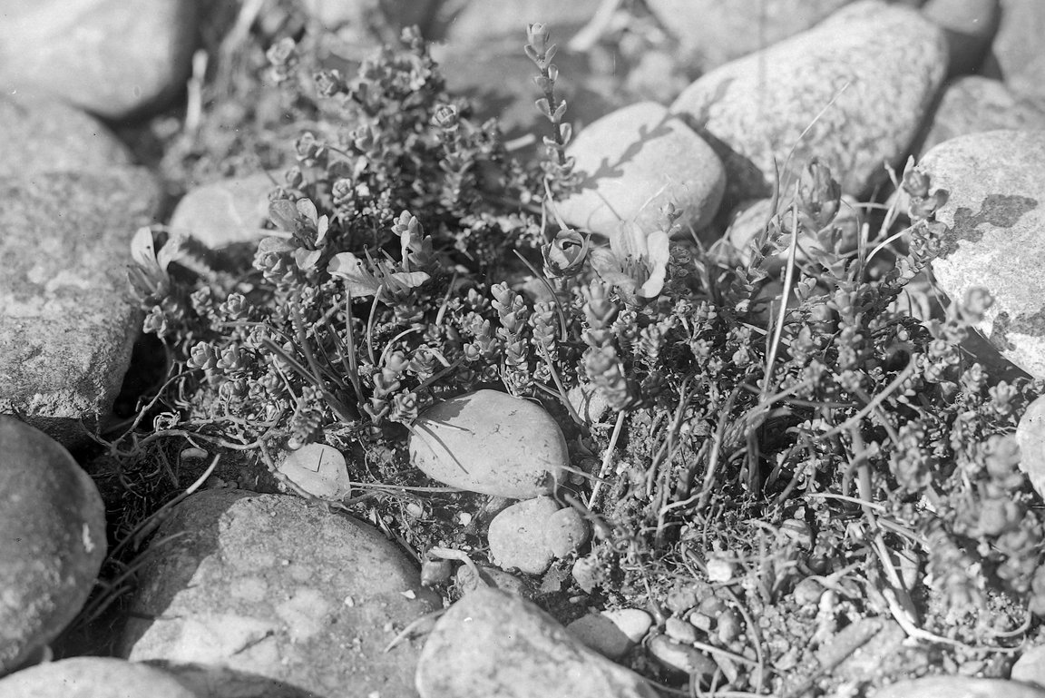 Schwarz-weiß Foto des ausgestorbenen Bodensee-Steinbrechs