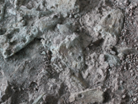 Mehrere teilweise freigelegte Fossilien mit Gestein