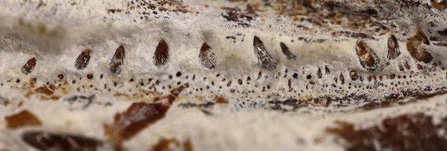 Nahaufnahme der Zähne im Fossil von Simocormus seyboldi