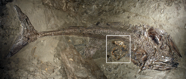 fossiler Knochenfisch Pachycormus macropterus mit Ammonitenschale