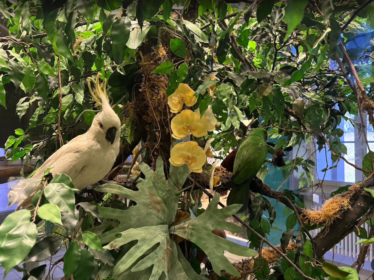 Verschiedene Präparate tropischer Vögel in Baum mit blühender Orchidee