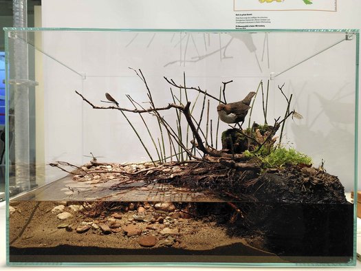 Nachgebauter Lebensraum einer Wasseramsel