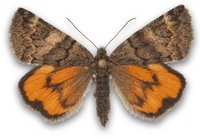 Schmetterling: Purpurweiden-Jungfernkind