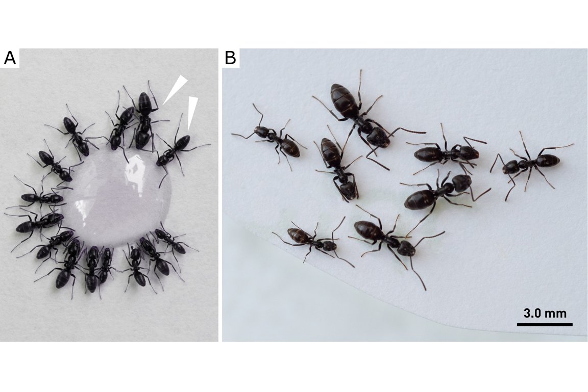Das Bild zeigt Arbeiterinnen der Großen Drüsenameise auf weißem Hintergrund. Deutlich sind die Größenunterschiede der schwarz gefärbten Arbeiterinnen zu erkennen.