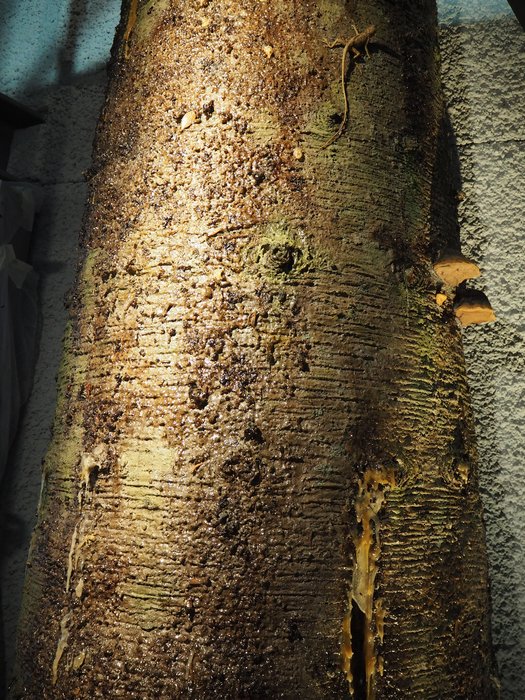 Modell eines Baumstammes mit austretendem Harz