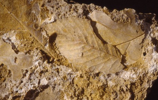 versteinertes Blatt