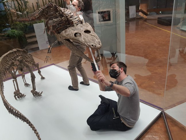 Forscher messen Skelett Mastodonsaurus