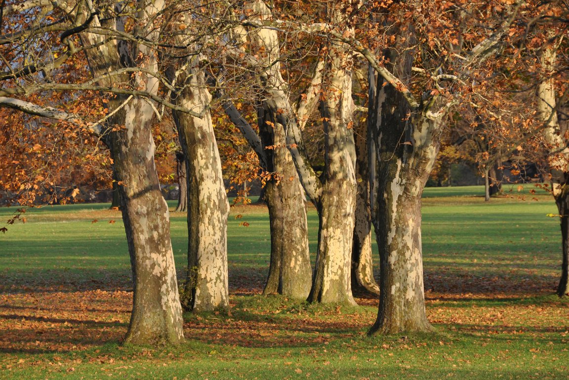 Baumgruppe Rosensteinpark