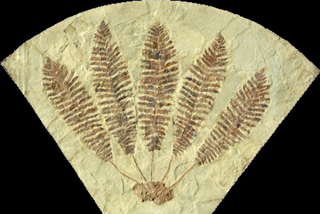 Fossiler Farn